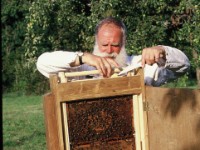 Ansiedlung des neuen Bienenvolkes  Bienenschaukasten - Ansiedlung des neuen Bienenvolkes