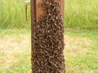 Bienen am Bienenschaukasten 09.06.2004  Bienenschaukasten - An einem heißen Sommertag dürfen nicht alle Bienen in den Stock, da dieser sich sonst überhitzen kann.