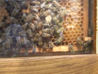 Bienen an der Weiselzelle 25.04.2004  Bienenschaukasten - Hier sieht man eine Weiselzelle (in der Königinnen aufgezogen werden).