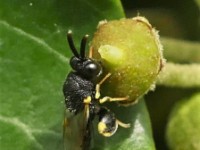 Insekten und Tiere