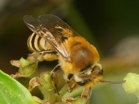 Frisches Efeu-Seidenbienen Weibchen 2020 Klaus Duehr  Frisches Efeu-Seidenbienen Weibchen (C) 2020 Klaus Dühr