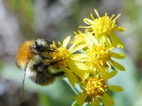 Junge Ackerhummel-Königin 2018-10-04 Klaus Duehr  Junge Ackerhummel-Königin  - Foto von Klaus Dühr www.naturgucker.de 4.10.2018