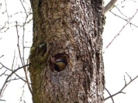 Kleiber im Baum 1  Kleiber 1