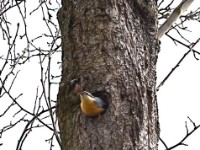 Kleiber im Baum 2  Kleiber 2