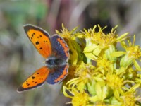 Kleiner Feuerfalter an Goldrute 2018-10-04 Klaus Duehr  Kleiner Feuerfalter an Goldrute  - Foto von Klaus Dühr www.naturgucker.de 4.10.2018