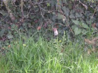 Mauswiesel in der Benjeshecke  Das Obstwiesen-Raubtier - Der Mauswiesel.  Es ist keine Maus sondern ernährt sich von Mäusen und anderen Kleinnagern. Teilweise gehören aber auch Vögel, Eidechsen und gar kleine Kaninchen zu seiner Beute.