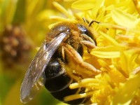 Orangebeinige Furchenbiene,w 2018-10-04 Klaus Duehr  Orangebeinige Furchenbiene,weiblich - Foto von Klaus Dühr www.naturgucker.de 4.10.2018