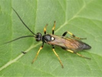 Schlupfwespe Ichneumon emancipatus männlich 2020 Klaus Duehr  Schlupfwespe Ichneumon emancipatus männlich (C) 2020 Klaus Dühr