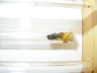 Insekten-Hotel Solitaerbiene P4140213  Solitärbiene bei der Nahrungsbeschaffung im Kinderzimmer