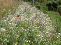 16.06.2003 P6160145  Unsere sehr schöne - weil ungemähte - Wildwiese im Frühsommer.