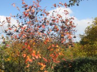 Apfelbeere (Aronia) vor der Ernte   Apfelbeere Aronioa vor der Ernte