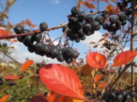 Apfelbeere (Aronia) vor der Ernte 4   Apfelbeere Aronioa vor der Ernte