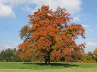 Speierling Baum 1 Kronberg 2015.jpg  Speierling Baum Nr. 1 in 2015