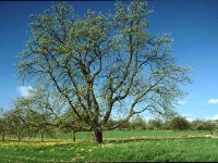 image095  Speierling Baum Nr. 1 im Frühling (Bild des Kamera-Klub-Kronberg)