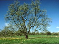 Baum Nr. 1 in Kronberg