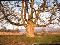 image099  Speierling Baum Nr. 1 im Spätherbst (Bild des Kamera-Klub-Kronberg)