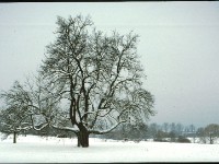 image100  Speierling Baum Nr. 1 im Winter (Bild des Kamera-Klub-Kronberg)