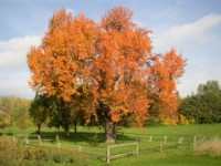 24.10.2004 PA240207  Der Baum Nr.4 im pr�chtigen Herbstkleid