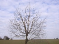 Speierling in Karben nach dem Schnitt  Speierling in Karben nach dem Schnitt