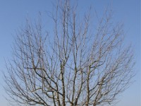Speierling Ostheim Baum 8 nach dem Schnitt  Ostheim bei Butzbach - Baum 8 nach dem Schnitt
