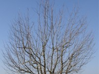 Speierling Ostheim Baum 8 nach dem Schnitt  Ostheim bei Butzbach - Baum 8 nach dem Schnitt