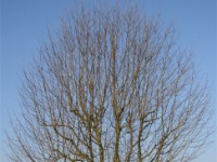 Speierling Ostheim Baum 8 vor dem Schnitt  Ostheim bei Butzbach - Baum 8 vor dem Schnitt