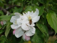 Blütenwanderung OGV mit Herrn Rapp 02.05.2010  Apfelblüten