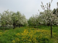 Blütenwanderung OGV mit Herrn Rapp 02.05.2010  Blütenwanderung OGV