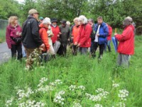 20120506 Kräuterwanderung 124