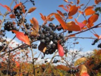 Apfelbeere (Aronia) vor der Ernte 3   Apfelbeere Aronioa vor der Ernte