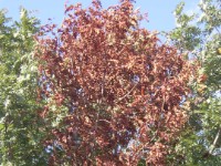 Speierling Feuerbrand
